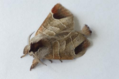 Réf. 183 679 : Clostera curtula